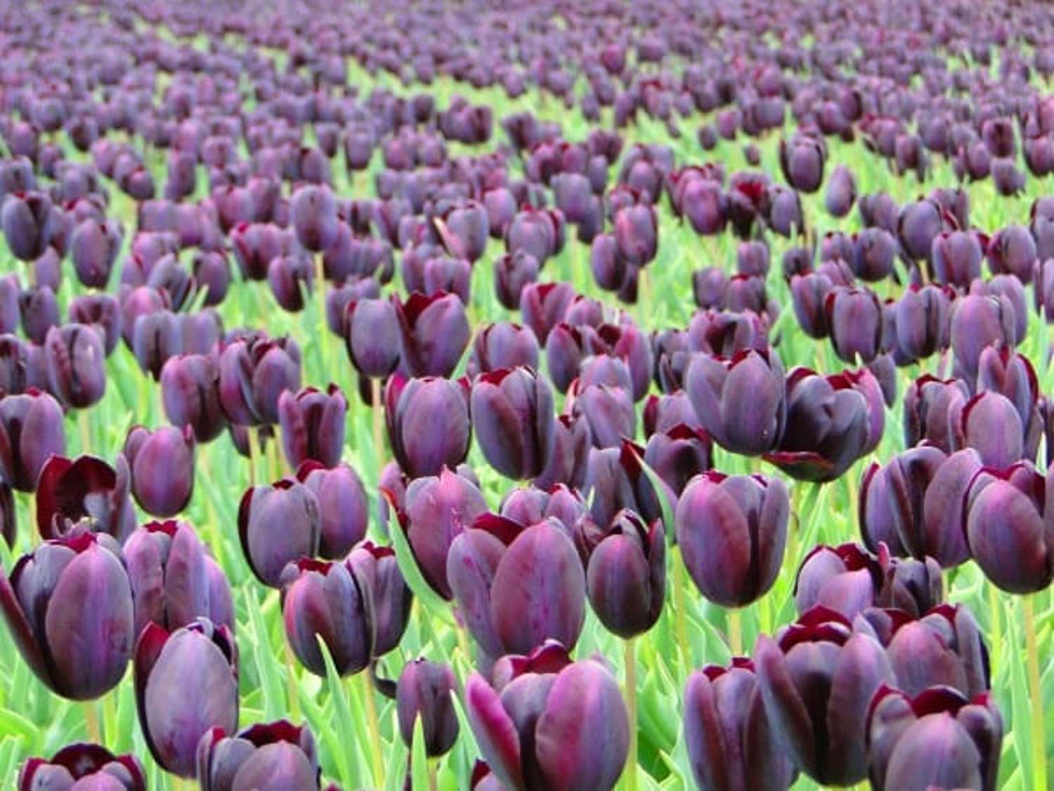 Tulpe 'Eduard Pelger' - Tulipaner